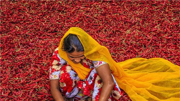 Femme indienne champ piments rouges