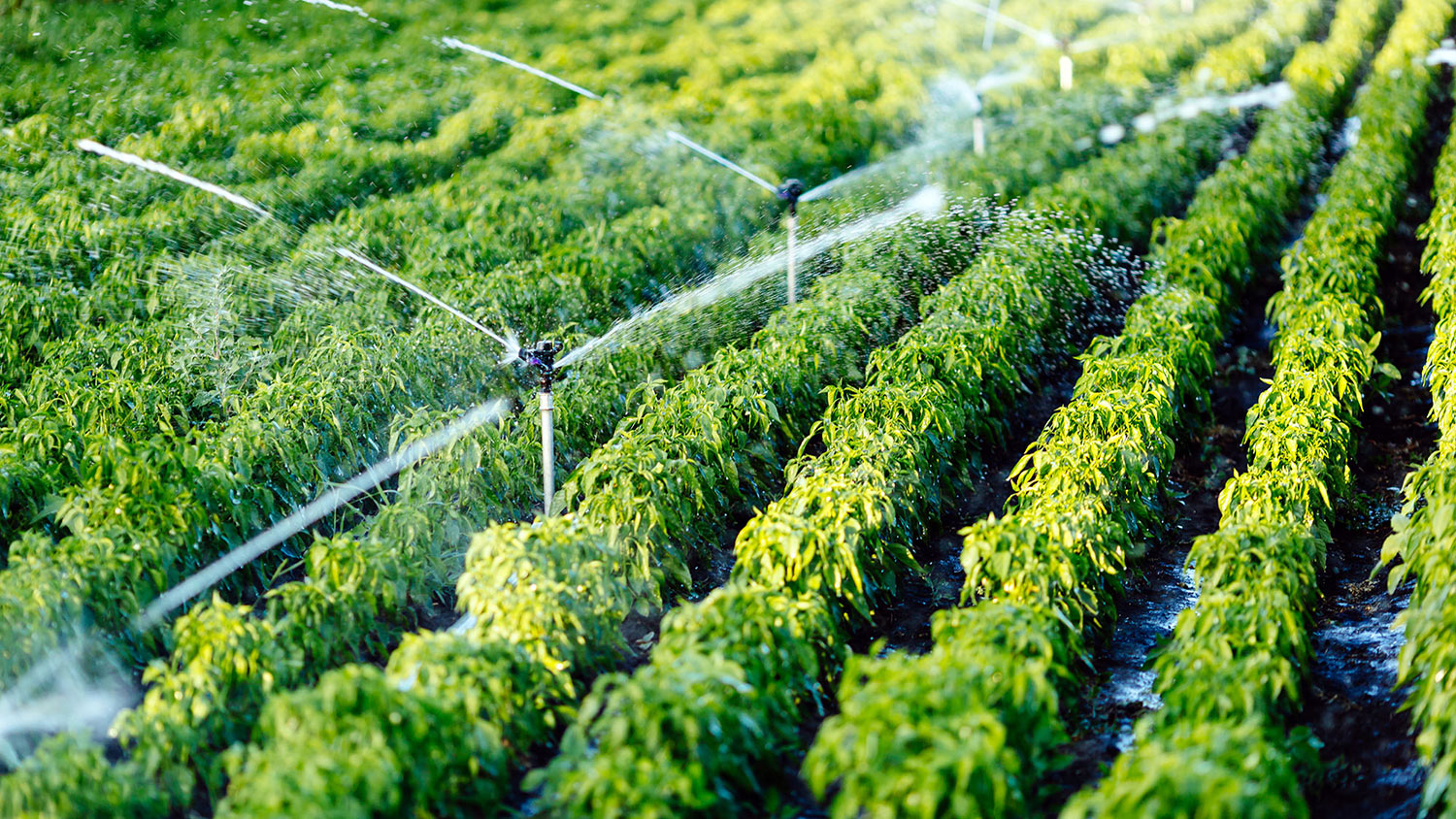 Watering agricultural plants 