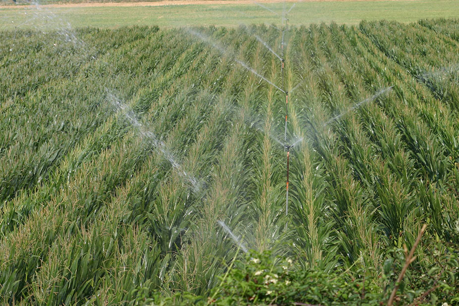 Agricultural field watering