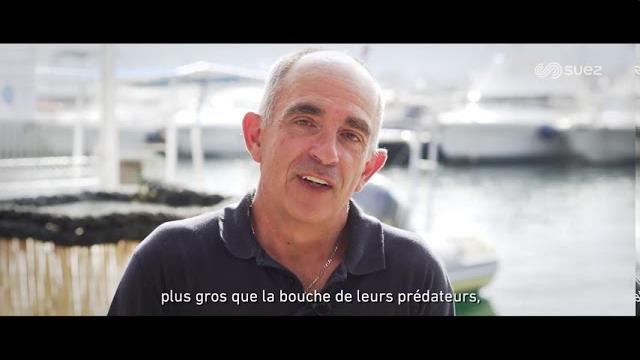 A Marseille, SUEZ participe à la restauration des habitats marins